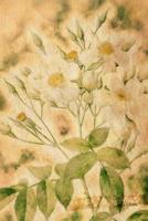Rosa Moschata: Floral Notebook with Flower Illustrations on Every Page 1090576854 Book Cover
