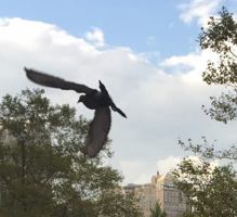 The Blessing Is In The Obedience 0960031774 Book Cover