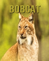 Bobcat: Amazing Photos & Interesting Facts Book about Bobcat B08CPDL8DJ Book Cover