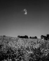 Wild Beijing B0876Z2QLW Book Cover