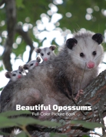 Beautiful Opossums Full-Color Picture Book: Marsupial Photography - Nature Animals B08R689LVL Book Cover