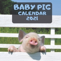 Baby Pig Calendar 2021: Wall Monthly Square, Cute Piglets Official B08QWBY3FR Book Cover