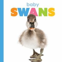 Baby Swans (Starting Out) 1628329580 Book Cover
