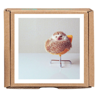Darcy the Flying Hedgehog GreenGift-Notes, eco-friendly, all occasion boxed notecard set 1623256666 Book Cover