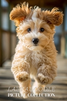 Labradoodle Photo Collection: Beautiful Full-Page Pictures of Labradoodles and Puppies for All Ages (Simple Photo Books). B0GG4Z96PL Book Cover