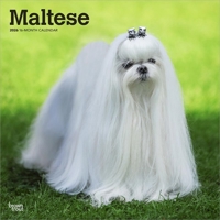 Maltese 2026 12 X 24 Inch (Hanging) Monthly Square Wall Calendar Plastic-Free B0DYLQ2Y96 Book Cover