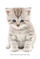 Internet Password Organizer (the Secret Lives of Cats): A Discreet Password Log Book for People Who Love Cats 1544192517 Book Cover