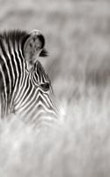 Alive! zebra stripes - Black and white - Photo Art Notebooks (5 x 8 series) 1364295288 Book Cover