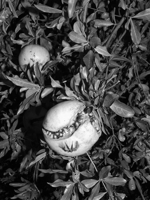 Jacopo Benassi: Bologna Portraits 8862086504 Book Cover