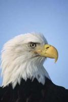 On Wings Like Eagles: Rising Above the Rough Times 1545500606 Book Cover