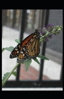 my favorite color is orange: a collection of poetry B09HQ9Z3MY Book Cover