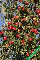 Garden Planner: Ripe red apples. Format A5, 120 pages, fine grey lined. Journal, diary, notebook and garden planner for everything that happens in the garden throughout the year. 170629851X Book Cover