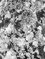 Botanic Architectural Form Skin Textures 0464681812 Book Cover