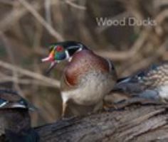 Wood Ducks B0DQ68PDX7 Book Cover