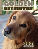 Golden Retriever 2021 Calendar 1713900440 Book Cover