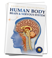 Human Body - Brain And Nervous System: Knowledge Encyclopedia For Children 9389931258 Book Cover