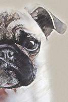 Pug Lovers Draw & Write Notebook Journal & Sketchbook: Cute Pug Lovers Gift Notebook Journal Diary & Sketchbook, Draw and Write. 6 x 9 inch, 120 Pages. 1098628500 Book Cover