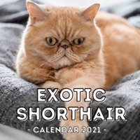 Exotic Shorthair: 2021 Wall Calendar, Cute Gift Idea For Exotic Shorthair Cat Lovers Or Owners Men And Women B08QWVD4T3 Book Cover