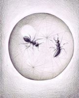 Gods of a Ransacked Century 0970875037 Book Cover