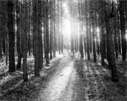 Summer Light 8249500407 Book Cover