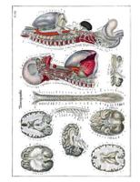 Neurography Composition Notebook: Art History Medical and Science Lab Lecture Note-Taking Book 1793357188 Book Cover