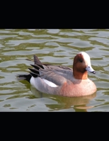 Self-Awareness Through Dreams: Dream Journal 169924216X Book Cover