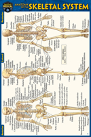 Anatomy of the Skeletal System (Pocket-Sized Edition - 4x6 inches) 1423242750 Book Cover