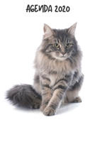 Agenda 2020: Hebdomadaire 1 Semaine par page Format A5 | Janvier 2020 à Décembre 2020 | Planificateur Organiseur Semainier avec Calendrier et Carnet ... Pour les Amoureux des Chats (French Edition) 1711286370 Book Cover