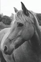 Wild Horse in Pasture Personal Planner: Hourly Schedule, Priorities, Workout Log, and Gratitude List 1798964120 Book Cover