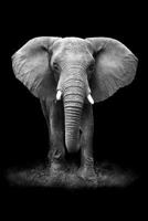 Elephant Notebook: Blank Lined Journal, Softcover (6x9 inches) with 120 Pages 1791971105 Book Cover