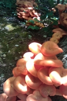 Bread of Harvest B0B92NT4ZH Book Cover