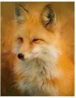 Sketchbook: Cute Fox Sketchbook for Kids Animal Lovers to Sketching, Whiting, Drawing, Journaling and Doodling Large (8.5x11 Inch.) 120 Blank Pages for Children (Orange&White Pattern) 1095392727 Book Cover