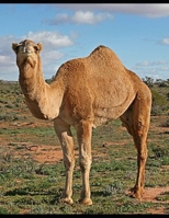 THE HISTORY OF A MONKEY AND A PIG B0DPZSFJJK Book Cover