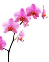 The Orchid Journal 0368915530 Book Cover