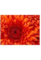 Meat The Family, based on Meat My Uncle by Erez Bailen 1658721349 Book Cover