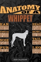 Anatomy Of A Whippet: Whippet 2020 Calendar - Customized Gift For Whippet Dog Owner 1679724622 Book Cover