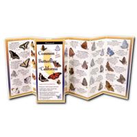 Common Butterflies of California 1621262294 Book Cover