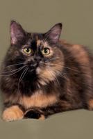 Tortoiseshell Cat Notebook & Journal. Productivity Work Planner & Idea Notepad: Brainstorm Thoughts, Self Discovery, To Do List 1526938502 Book Cover