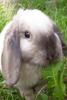 Bunny Rabbit Notebook, Blank Ruled Journal 1091368821 Book Cover