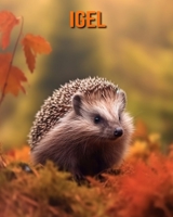 Igel: Buch mit erstaunlichen Fotos und lustigen Fakten für Kinder B0CF4Q4TB1 Book Cover