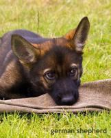 German Shepherd: A Gift Journal for People who Love Dogs: German Shepherd Puppy Edition 1494452979 Book Cover